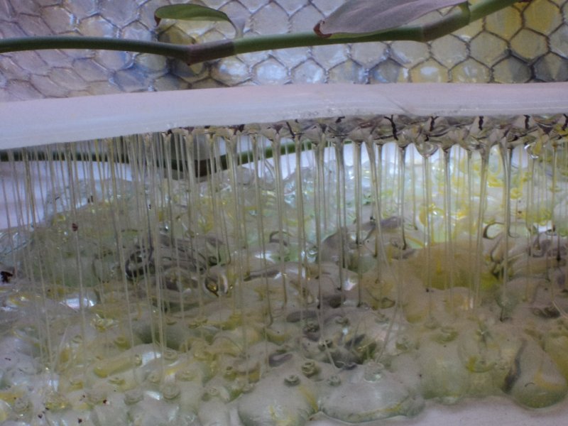 project_meeting_sofia_2017